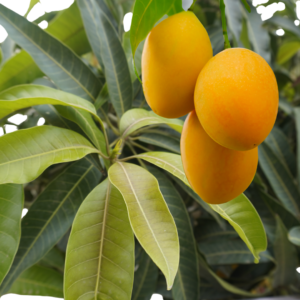 Mango Plant