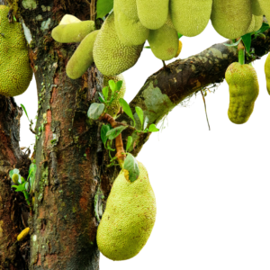 Jackfruit Plant (Kathal)